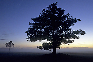 Morgennebel